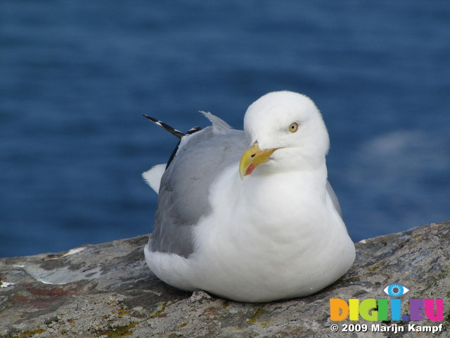 SX07194 Herring Gull sitting on cliff edge (Larus argentatus)